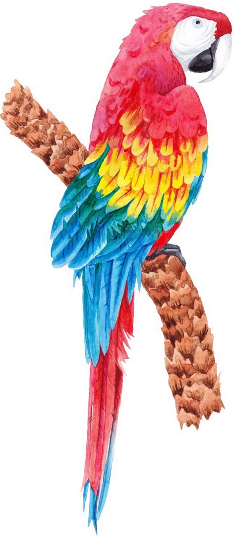 Colorful Parrot Png Image Background Png Arts