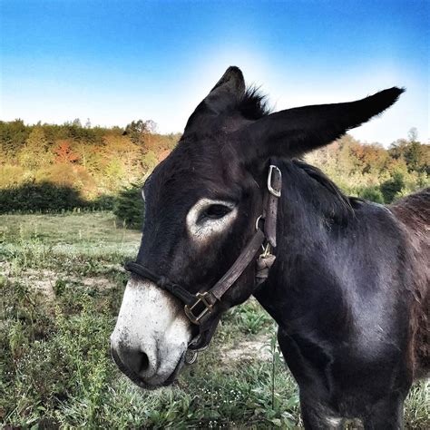 Donkey Listener On Instagram Jasper Hes The Best Hiking Buddy