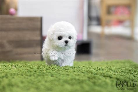 Sold To Kelly Mimi Bichon Frise F Rolly Teacup Puppies Bichon