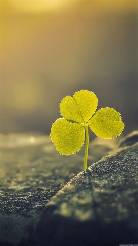 Clover Iphone Hd Wallpapers Iphone Wallpaper