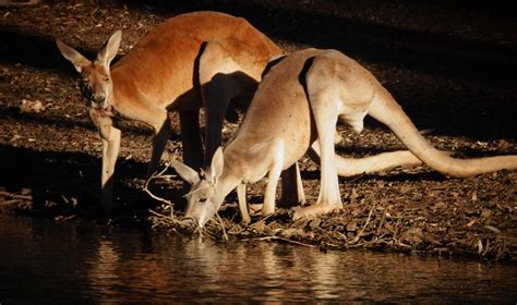 Red Kangaroo Flinders Ranges South Australia David Munro Flickr