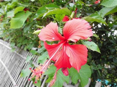 On the other hand, all guides in kembang arum can speak english but not english for guiding. Exotic Plants in Indonesia : Kembang Sepatu