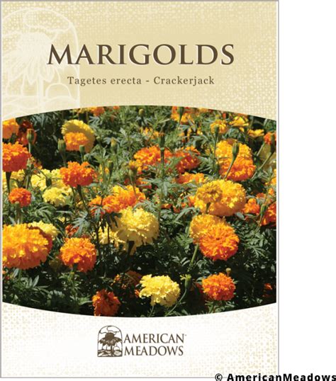 Marigold Flower Marigold Seed Packet Png Download Original Size