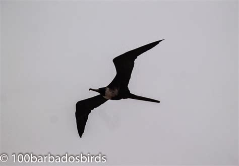 Birds Of Barbados World Shorebirds Day Photographs