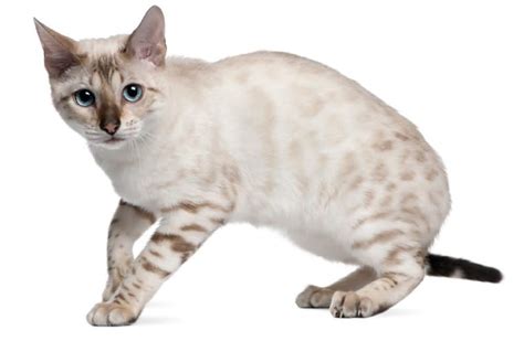 Bengal cat history does not date back very far. 50 Sweet Bengal Cat, Kitten Breed Fact Stock - Segerios.com