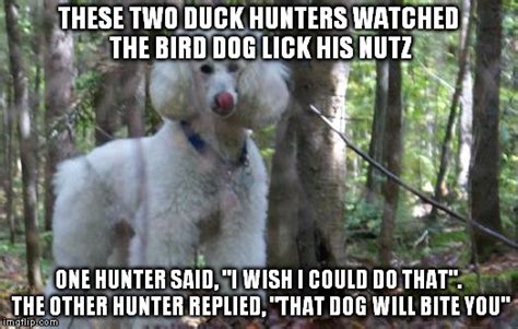 10 Funny Bird Dog Memes Factory Memes