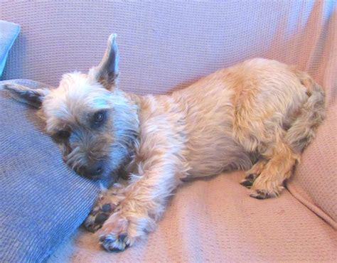 Cairn Terrier Lifespan Average Life Expectancy And More A Z Animals