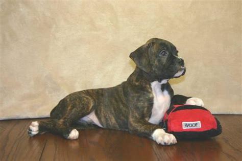 Jump to below are our newest added boxers available for adoption in oregon. AKC Boxer Puppies *** Ready For Christmas *** for Sale in ...