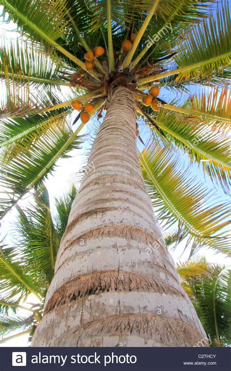 Coconuts Palm Tree Perspective View From Floor High Up Stock Photo Alamy