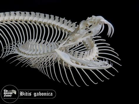 Big Gaboon Viper Bitis Gabonica The Skeleton Factory