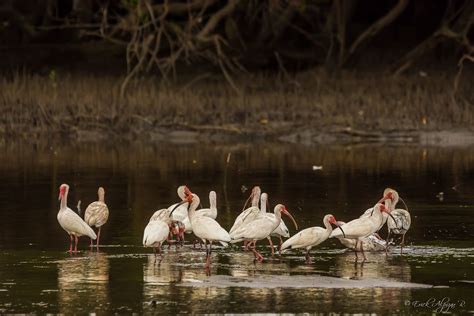 White Ibis Ibis Nature Coast