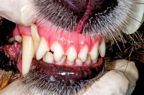 Troca de Dentes de Cachorros Dentição Canina