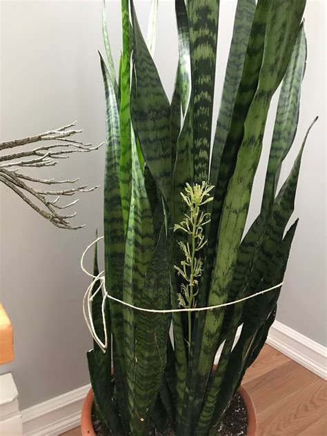 Snake Plant Surprised Me With A Flower Indoorgarden
