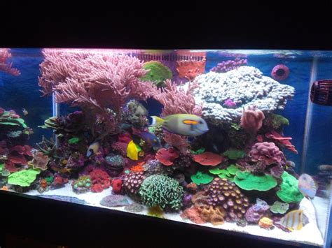 120 Gal Mixed Reef Tank Reef2reef Saltwater And Reef Aquarium Forum