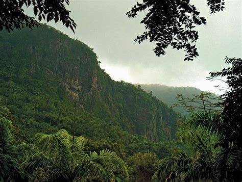 Cloud Forest Definition Description Ecology Plants Distribution