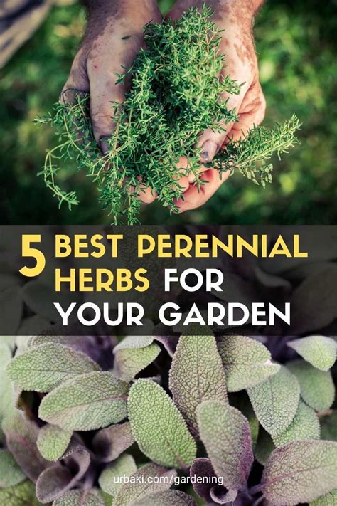 Best Perennial Herbs For Your Garden In 2021 Perennial Herbs Best