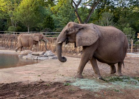 African Elephants Pack Their Trunks In Major Milestone Zoo Atlanta