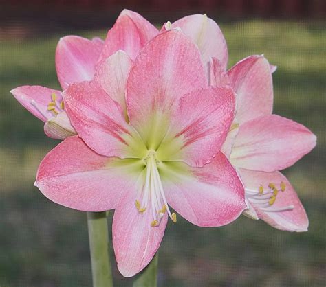 Amaryllis Hippeastrum Pink Princess In The Amaryllis Database