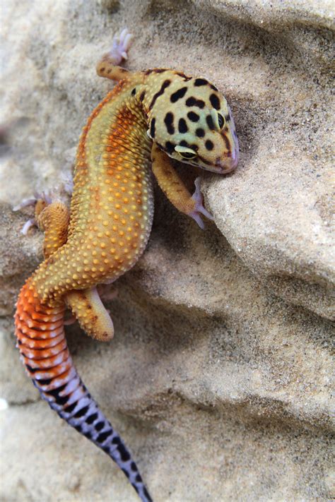 A List Of 14 Types Of Geckos With Stunning Pictures Pet Ponder