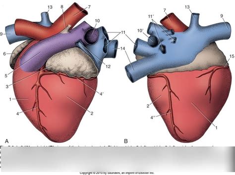 Left And Right Views Of The Bovine Heart Diagram Quizlet