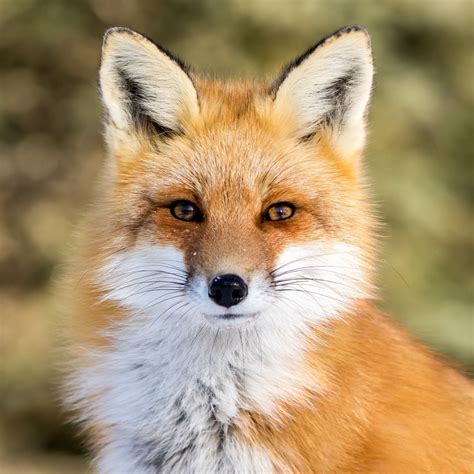 Adorable Fox Portrait