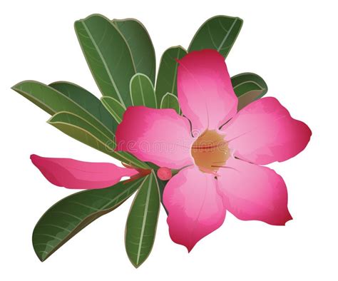 Desert Rose Flower Stock Vector Image Of Exotic Graphic 52774867