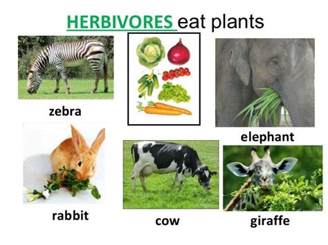 Herbivorescarnivores And Omnivores Herbivore And Carnivore
