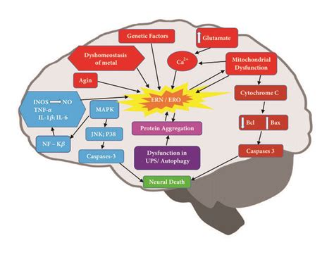 The Neurotoxicity Induced By The Presence Of Reactive Oxygen And