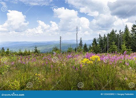Meadow Filled With Wildflowers In The Bavarian Forest Sumava N Stock