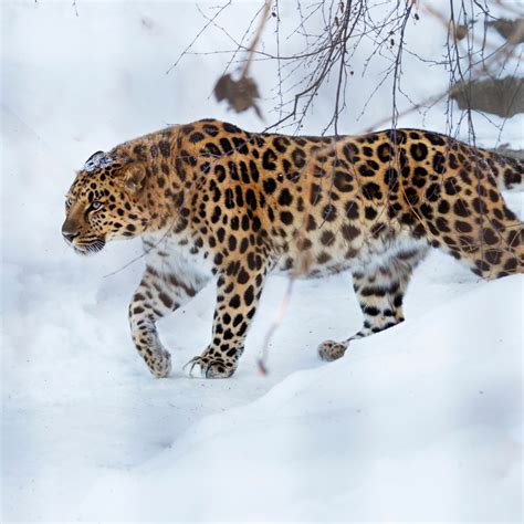 Amur Leopard Facts - WildCats Conservation Alliance