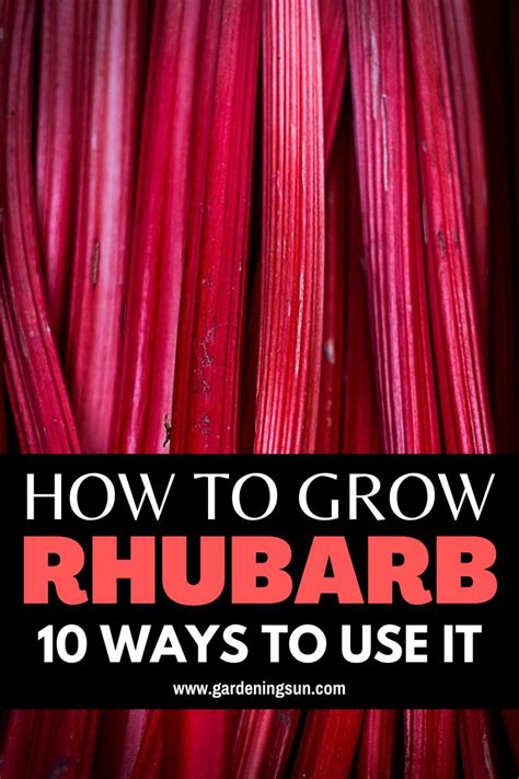 How To Grow Rhubarb 10 Ways To Use It Growing Rhubarb Growing