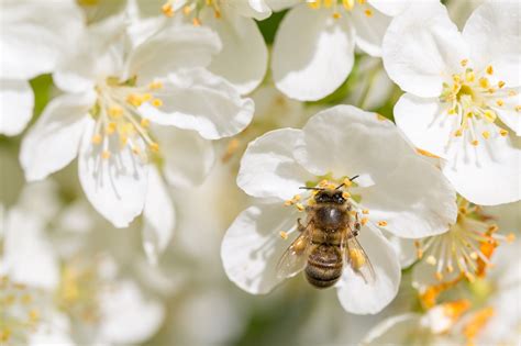 Bee Pollinating Free Stock Photo Public Domain Pictures