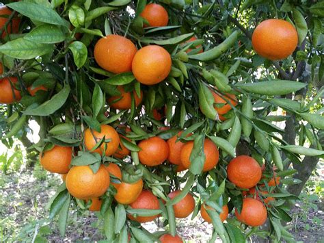 Compra mandarina clemenvilla | Venta online Naranja Tradicional de Gandia