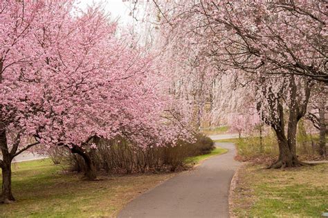 11 Best Spots To See Cherry Blossoms In New Jersey New Jersey Digest