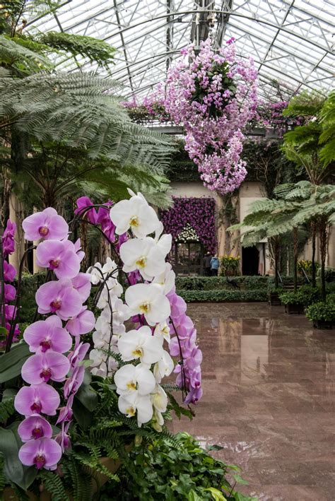 4500 Of These Diva Plants Fill Longwood Gardens Orchid