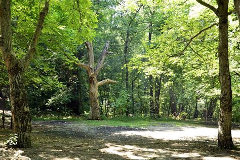 Scopul constituirii parcului natural comana l reprezint, n ansamblu, protejarea diversitaii floristice i faunistice descrise n zon, a habitatelor caracteristice unor specii vulnerabile, periclitate i/sau rare, vegetale i animale, a unor zone speciale de interes tiinific, istoric sau peisagistic. Parcul natural Comana - Maya Secret