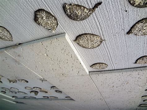 Where are asbestos ceiling tiles found? More Asbestos Ceiling Tile Glue Pods | Example of non-ACM ...