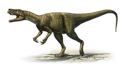 Herrerasaurus Pictures And Facts The Dinosaur Database