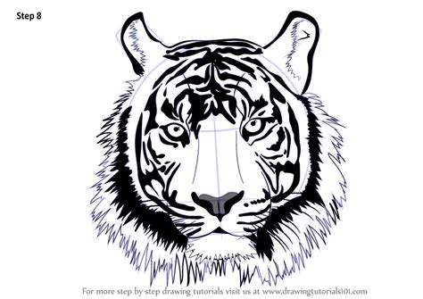 How do you draw a cartoon tiger? Learn How to Draw a Tiger Face (Big Cats) Step by Step ...