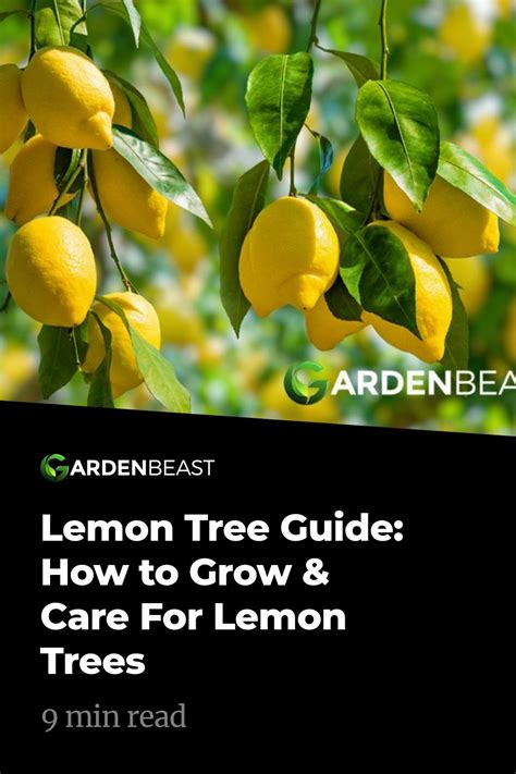 Lemon Tree Guide How To Grow And Care For Lemon Trees Lemon Tree How