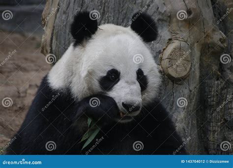 Funny Pose Of Giant Panda Baoding China Stock Photo Image Of