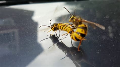 wasps having sex youtube