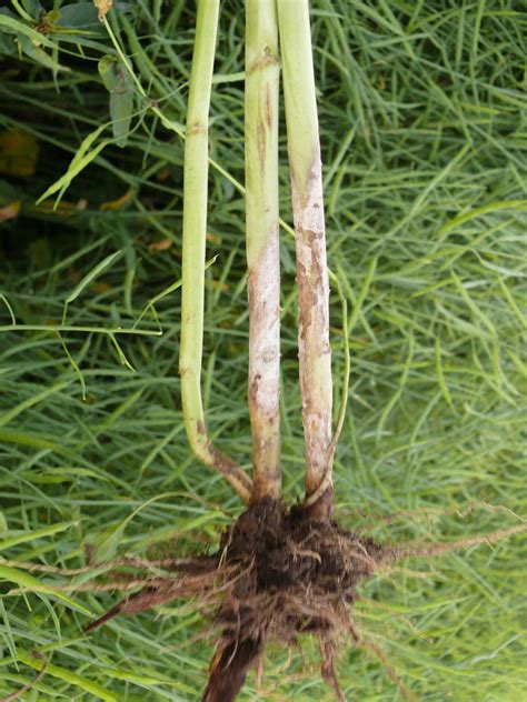 What is canola oil and should we be using it? SCLEROTINIA STEM ROT CANOLA - Field Crop News