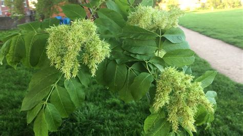 Manna Ash Fraxinus Ornus Leaves And Flowers May 2018 Youtube