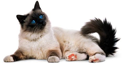 Types Of Cats Domestic Cat Breeds Dk Find Out