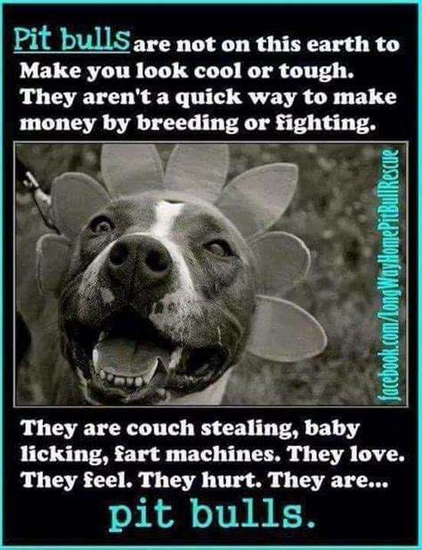 And We Love Them Friends To The Forlorn Pitbull Rescue Fttf Pitbulls