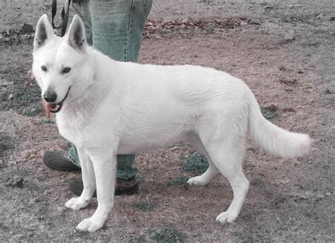 Your purebred german shepherd puppy comes with comfortable health guarantees + lifetime support! Akc White German Shepherd Puppies | PETSIDI