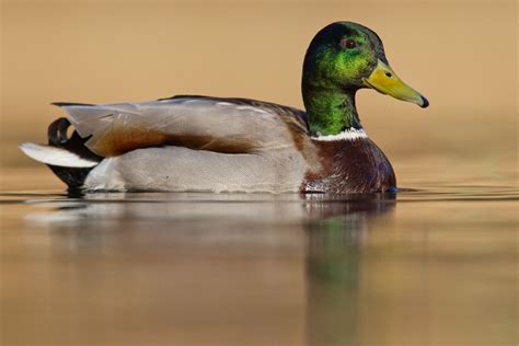 Mallard Duck Anas Platyrhynchos Info Details Facts And Images