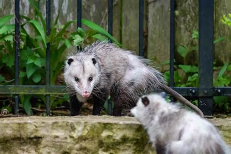Should I Let A Possum Live Under My House Gardenia Organic