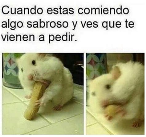 Top Memes De Hamsters En Español Memedroid